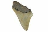 Bargain, Fossil Megalodon Tooth - Serrated Blade #172174-1